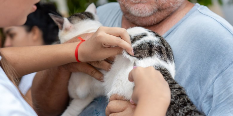 Dia D do ‘Setembro Caramelo’ imuniza mais de 30 mil animais em Porto Velho