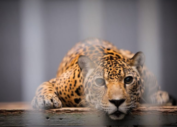 Projeto proíbe o funcionamento de zoológicos no Brasil