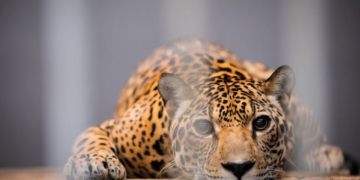 Projeto proíbe o funcionamento de zoológicos no Brasil