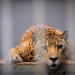 Projeto proíbe o funcionamento de zoológicos no Brasil
