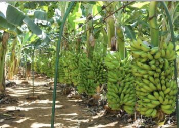 Porto Velho se destaca na produção de banana e reforça apoio aos agricultores