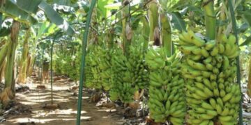 Porto Velho se destaca na produção de banana e reforça apoio aos agricultores