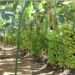 Porto Velho se destaca na produção de banana e reforça apoio aos agricultores