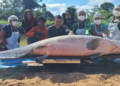 Pirarucu com mais de 2 metros e 137 kg é capturado em Rondônia