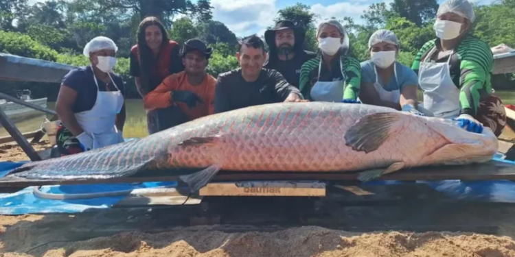 Pirarucu com mais de 2 metros e 137 kg é capturado em Rondônia
