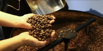 Produção de café deve fechar 2026 com 67,6 milhões de sacas, maior da série histórica