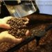 Produção de café deve fechar 2026 com 67,6 milhões de sacas, maior da série histórica