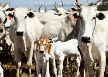 Quantidade de gado diminui e produção aumenta na agropecuária, mostra IBGE