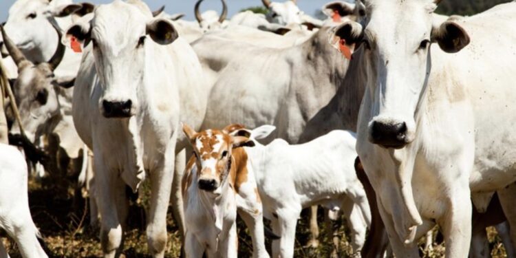 Quantidade de gado diminui e produção aumenta na agropecuária, mostra IBGE