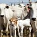 Quantidade de gado diminui e produção aumenta na agropecuária, mostra IBGE