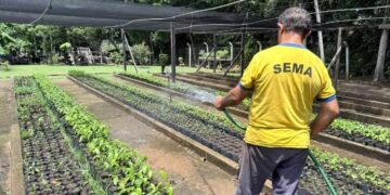 Viveiro Municipal retoma distribuição de mudas na capital