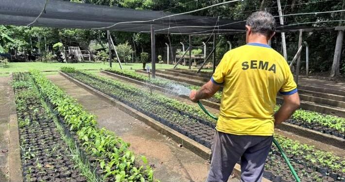 Viveiro Municipal retoma distribuição de mudas na capital