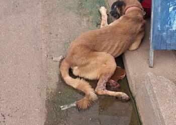 Cachorro fica ferido após atropelamento no bairro Mariana e caso expõe a falta de atendimento emergencial para animais em Porto Velho.