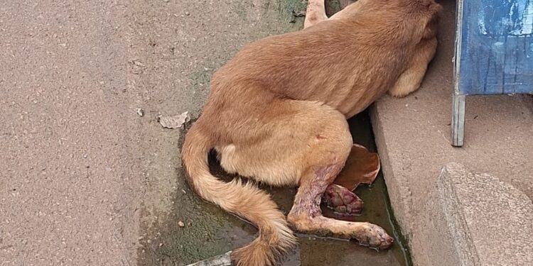 Cachorro fica ferido após atropelamento no bairro Mariana e caso expõe a falta de atendimento emergencial para animais em Porto Velho.