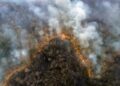 Queimadas na Amazônia acendem alerta para a saúde respiratória da população