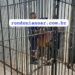 Suspeito de assediar adolescente por WhatsApp é preso em Porto Velho