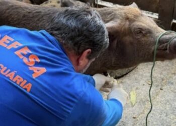 Com rebanho de 197 mil suínos, Rondônia reforça vigilância zoossanitária para ampliar mercados