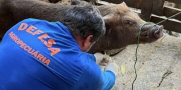 Com rebanho de 197 mil suínos, Rondônia reforça vigilância zoossanitária para ampliar mercados