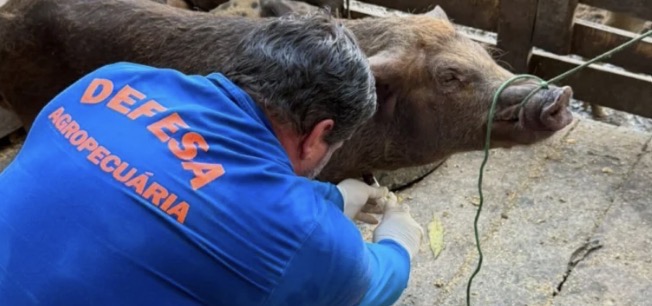 Com rebanho de 197 mil suínos, Rondônia reforça vigilância zoossanitária para ampliar mercados