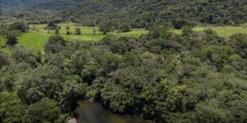 Brasil diminui em 43% área de vegetação nativa fragmentada