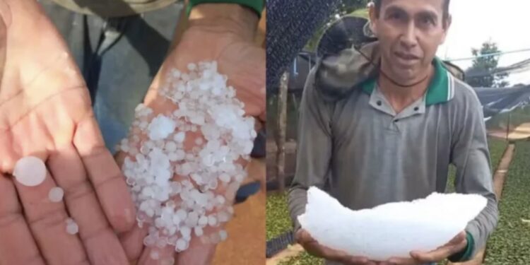 Cafeicultor mostra grande pedaço de granizo acumulado após temporal em Alto Alegre dos Parecis