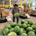 Transporte da Produção aproxima o campo do mercado em Porto Velho