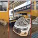 Casal que saiu de Rondônia transportando mais de 50 kg de “supermaconha” em porta-malas de carro é preso em MT